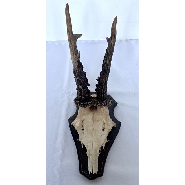Rustic European Vintage 1973 German Roe Deer Antler Mount With Matching Jawbone For Sale - Image 3 of 14