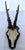 Rustic European Vintage 1973 German Roe Deer Antler Mount With Matching Jawbone For Sale - Image 3 of 14