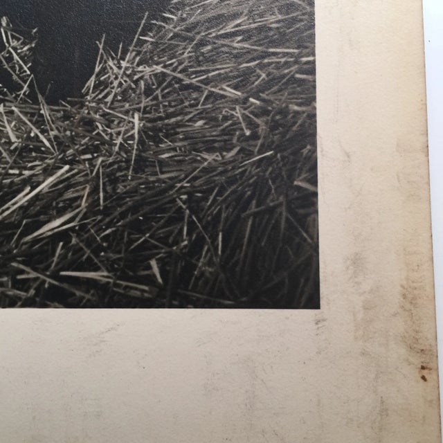 1950s Mid-Century Photograph of Smoking Boy For Sale - Image 5 of 5