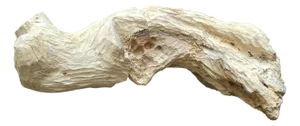 Pietro Meccani, Sea Sculpture: Seal, 1995, Maple Wood