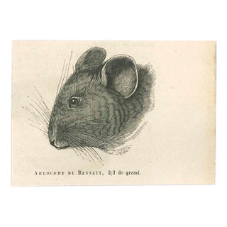 Paul Gervais, The Mouse, Original Lithograph, 1854 For Sale