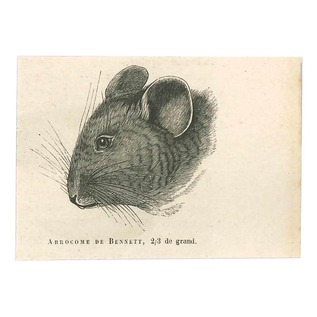 Paul Gervais, The Mouse, Original Lithograph, 1854 For Sale