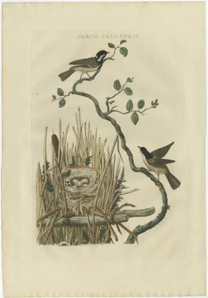 Sepp, Houttuyn & Nozeman, The Marsh Tit with Nest and Eggs, 1770, Original Hand-Colored Print