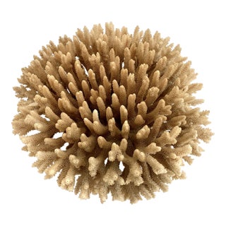 Natural Table Coral Specimen Coastal Decor For Sale