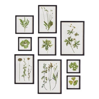Foliage Prints, Set Of 9 For Sale