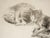 English Late 19th Century Cat Study Drawing For Sale - Image 3 of 5