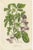 Louis van Houtte, Botany Illustrations of Cuphea, Tigridia, Moraea, Tree Mallow, Prints, Set of 6 For Sale - Image 6 of 11
