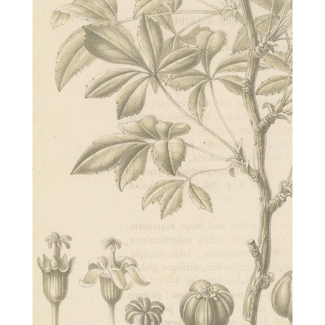 J. Gaÿkema, Aralia Pentaphylla Shrub with Flower and Fruit Details, 1858, Lithograph For Sale - Image 6 of 9