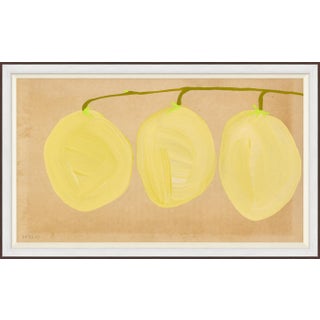 Loquat Framed Art Print by Susan Hable For Sale