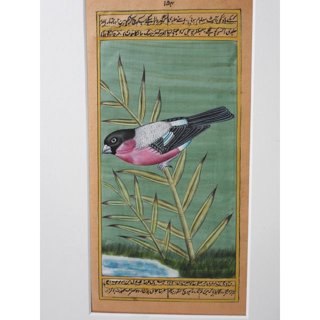 Indian Late 20th Century Mughal Style Miniature Bullfinch Bird Painting For Sale - Image 3 of 3
