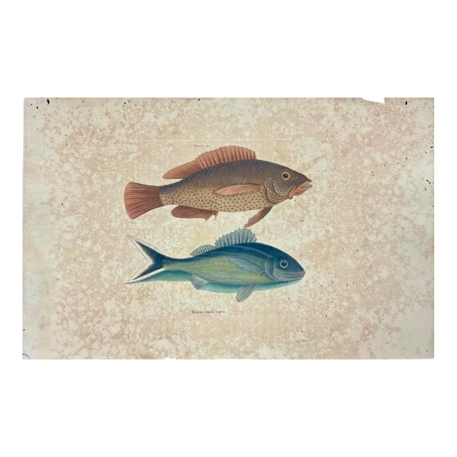 Mark Catesby Engraving, "Coney Fish and Cottonwick" For Sale