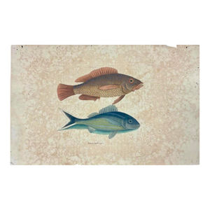 Mark Catesby Engraving, "Coney Fish and Cottonwick"