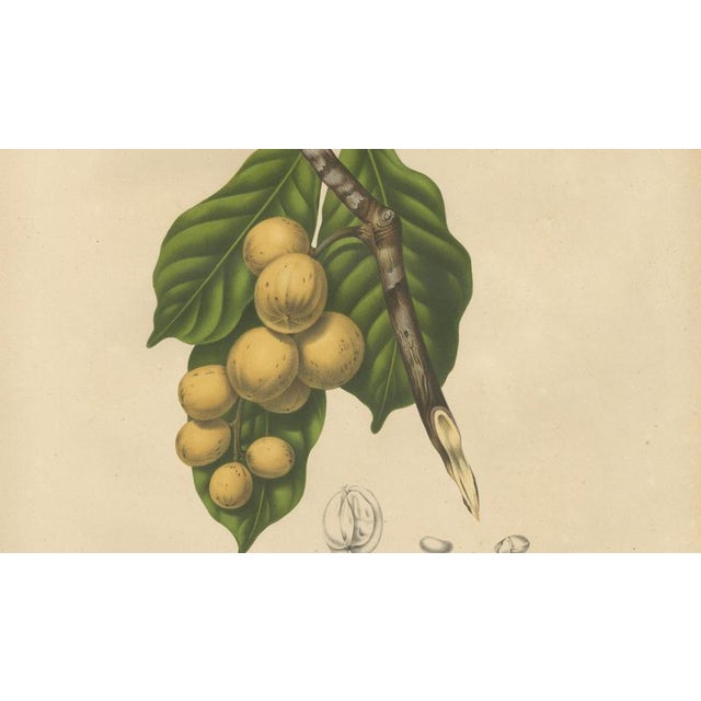 Berthe Hoola van Nooten, Asian Fruit Langsat, 1880, Chromolithograph For Sale - Image 5 of 9
