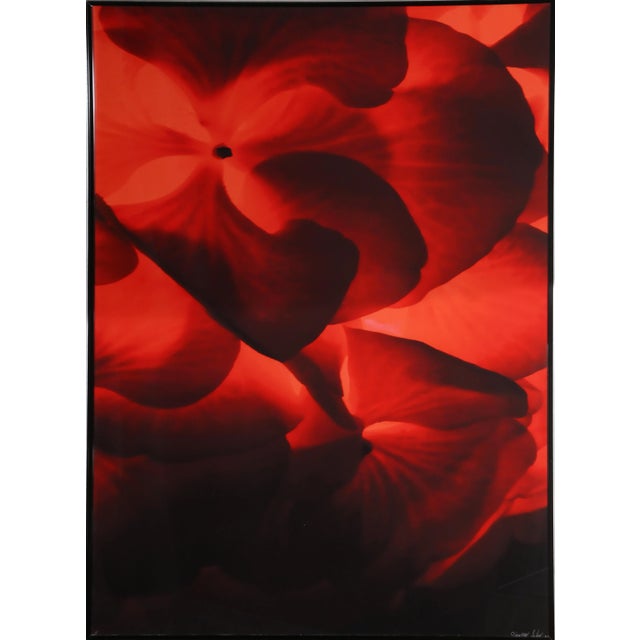 Red and Black Macro Flowers, Jonathan Singer, Print For Sale - Image 4 of 4