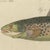 Bertuch, Five Trout with Salmon Trout and Alpine Char, 1805, Print For Sale - Image 9 of 12