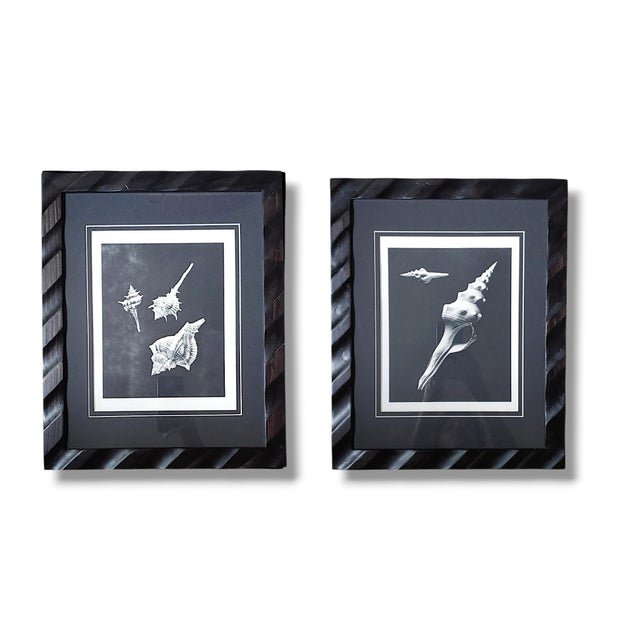 Black Pair of Framed Sea Shell Photograph Prints in Black Matte and Carved Wooden Frame For Sale - Image 8 of 8