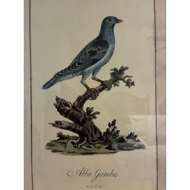 Decorative ornithological print by Natural Curiosities depicting the exotic bird titled “Abba Gumba,” adapted from imagery...