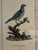 Decorative ornithological print by Natural Curiosities depicting the exotic bird titled “Abba Gumba,” adapted from imagery...