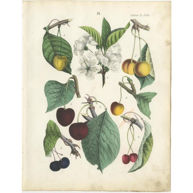 Dr. Calwer, Cherry, 1854, Chromolithographs on Paper, Set of 4 For Sale - Image 4 of 9