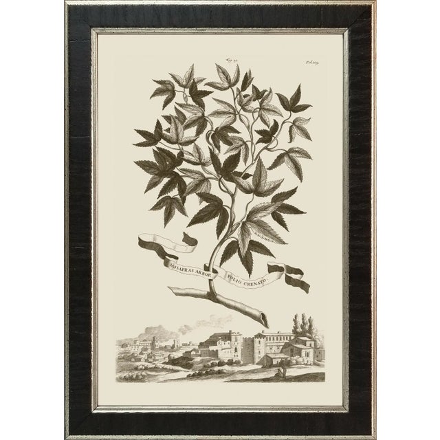 Munting Botanicals Set #2 Framed in Italian Wood Veneer Moulding For Sale In Atlanta - Image 6 of 11