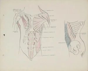 Academic Study - Musculature of the Torso 1950s Ink, Graphite & Colored Pencil