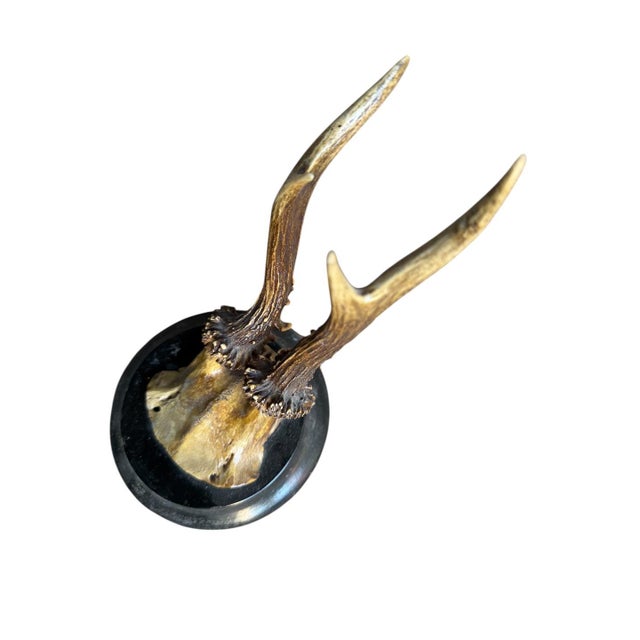 Roe Deer Trophy 128 Black Forest Antlers For Sale - Image 4 of 5