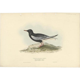 John Gould, Bird Illustration of the White-Winged Tern, 1832, Print For Sale