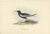 John Gould, Bird Illustration of the White-Winged Tern, 1832, Print For Sale