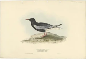 John Gould, Bird Illustration of the White-Winged Tern, 1832, Print