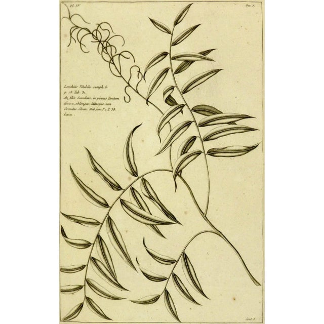 Antique Botanical Engraving, 1773 For Sale