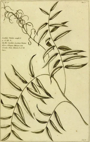 Antique Botanical Engraving, 1773