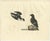 Paper Prideaux John Selby, The Little Auk, A Life Seize Study Engraved in Seasonal Plumage, 1826, Print For Sale - Image 7 of 7