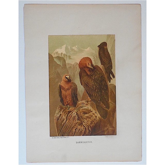 Cabin Antique Eagles Lithograph For Sale - Image 3 of 3