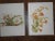 Late 19th Century Antique 19th Century Lithographs-Pacific Wildflowers-Emma Thayer - Set of 8 For Sale - Image 5 of 7
