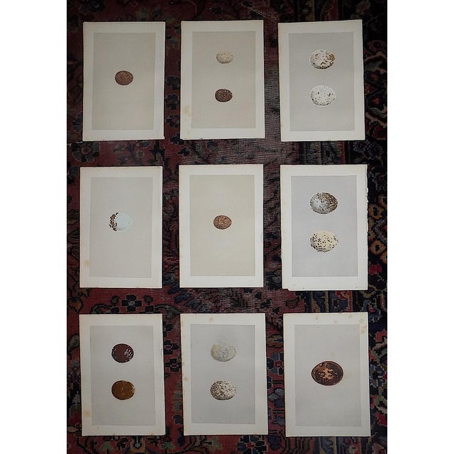 Antique 19th Century Hand Colored Birds of Prey Egg Lithographs - Set of 9 For Sale - Image 11 of 11