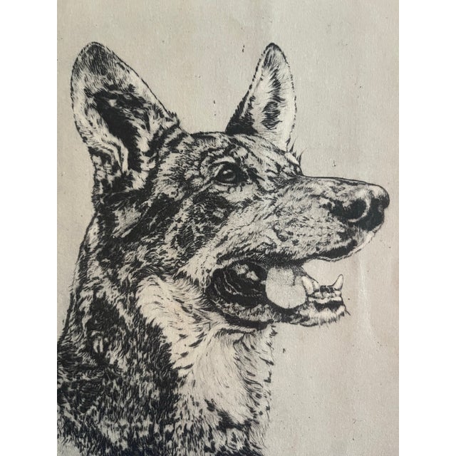 Vintage Original Etching of a German Shepherd Dog by Benson Moore For Sale In New York - Image 6 of 6