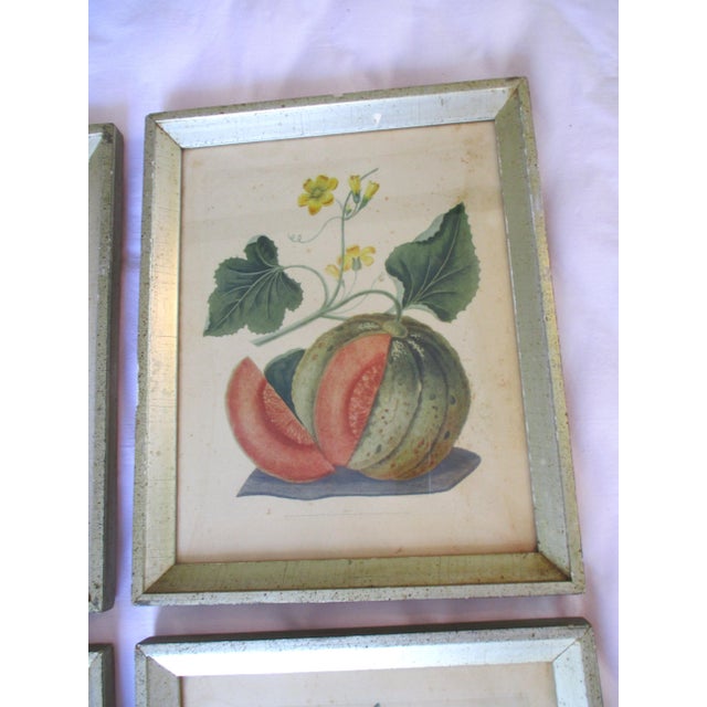Early 19th Century George Brookshaw (1751-1823) Melon Prints Reproduction - Set of 4 Framed For Sale - Image 4 of 17