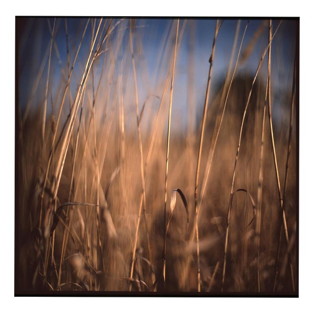 Paul Cooklin, Wild Grass, Suffolk, Edition of 50 For Sale