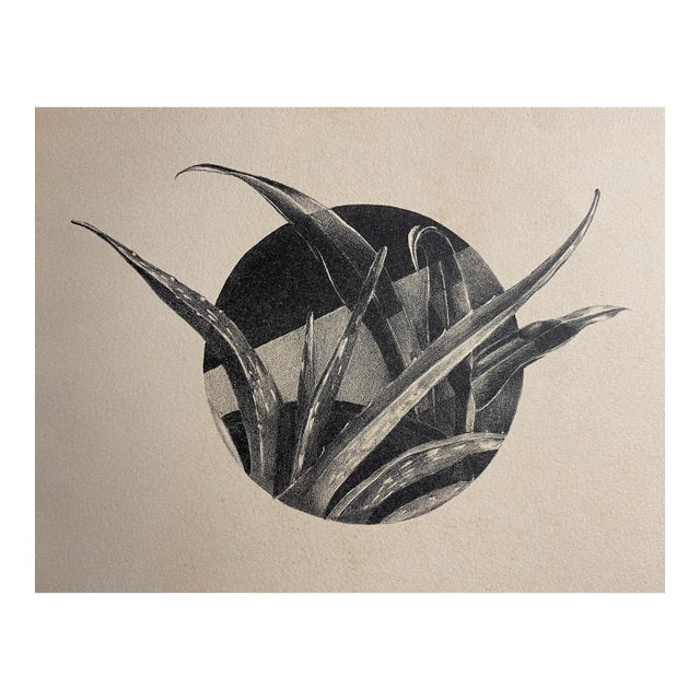 1970s Aloe Botanical Lithograph For Sale