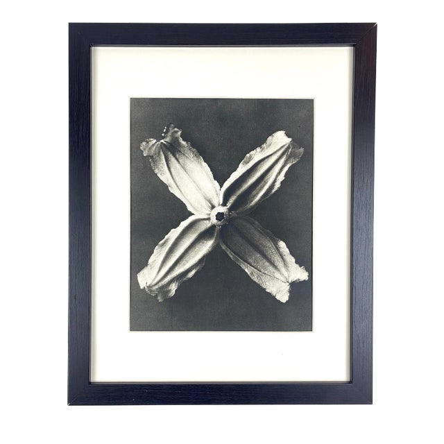 1940s Framed Botanical Blossfeldt Print - No. 21 For Sale