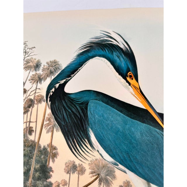 1964 Audubon Folio Original Lithograph Great Bird Paintings - "Louisiana Heron" 14x17 For Sale In New York - Image 6 of 6