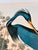 1964 Audubon Folio Original Lithograph Great Bird Paintings - "Louisiana Heron" 14x17 For Sale In New York - Image 6 of 6