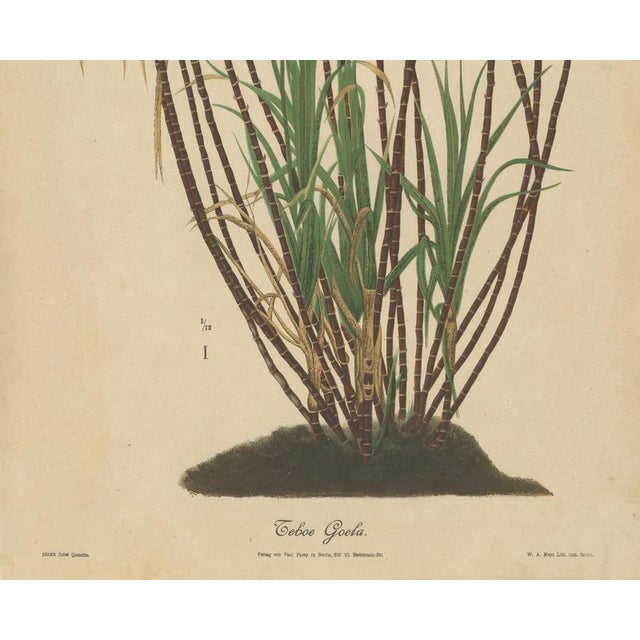 Teboe Goela Java, 1892, Paper For Sale - Image 3 of 11