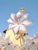 Art Nouveau Exquisite Mid-Century Murano Glass Floral Chandelier, 1970s For Sale - Image 3 of 7