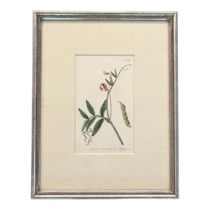 William Curtis Late 18th Century Original Engraving “Lathyrus Articulatus’