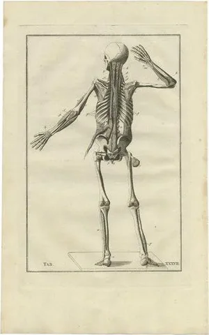 Bartolomeo Eustachi, Anatomy Illustration of the Muscular System, 1798, Print