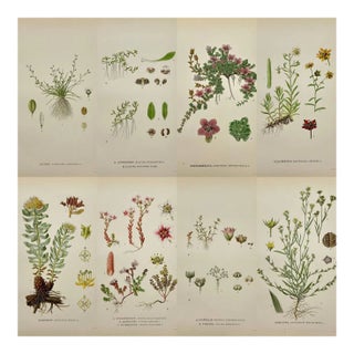 Carl Lindman Botanical Prints – Water Plants, Saxifrage & Alpine (1922), Set of 8 For Sale