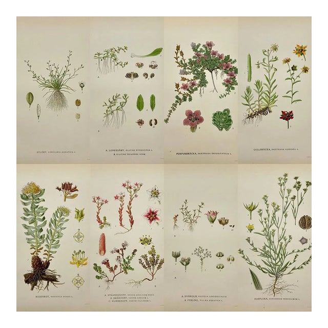 Carl Lindman Botanical Prints – Water Plants, Saxifrage & Alpine (1922), Set of 8 For Sale