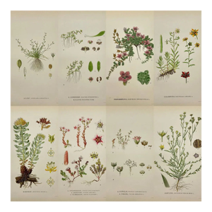 Carl Lindman Botanical Prints – Water Plants, Saxifrage & Alpine (1922), Set of 8
