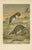 After Wilhelm Kuhnert, Antique Web-Footed Shrews Mammal Print, 1894 For Sale